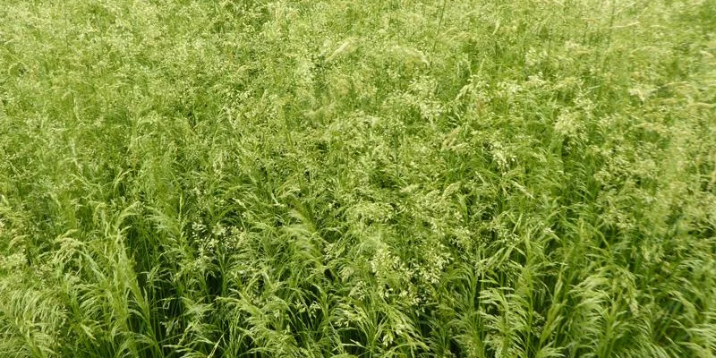 DESCHAMPSIA cespitosa 'Goldschleier'