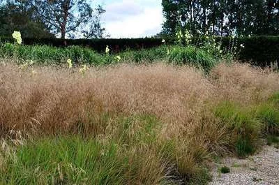 DESCHAMPSIA cespitosa 'Goldschleier'