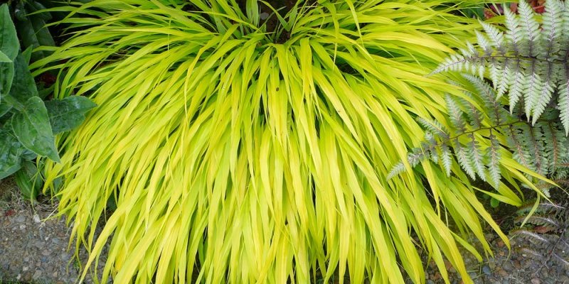 HAKONECHLOA macra 'All Gold' - Herbe du Japon