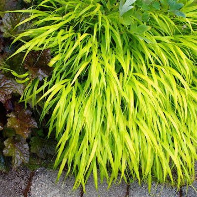 HAKONECHLOA macra 'All Gold' - Herbe du Japon