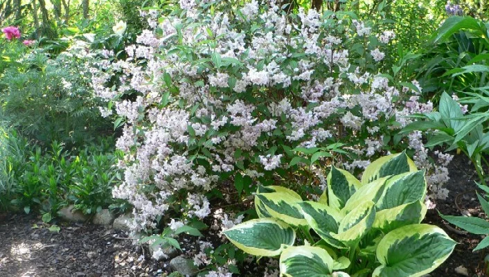 DEUTZIA kalmiiflora - Deutzie à fleurs roses