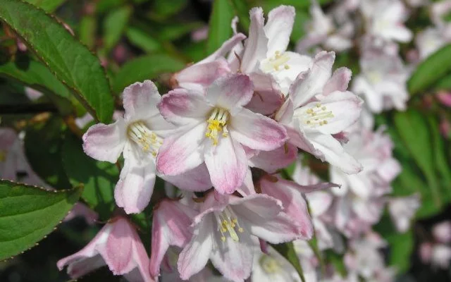 DEUTZIA kalmiiflora - Deutzie à fleurs roses