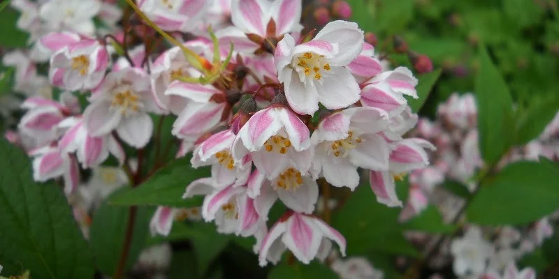 DEUTZIA kalmiiflora - Deutzie à fleurs roses