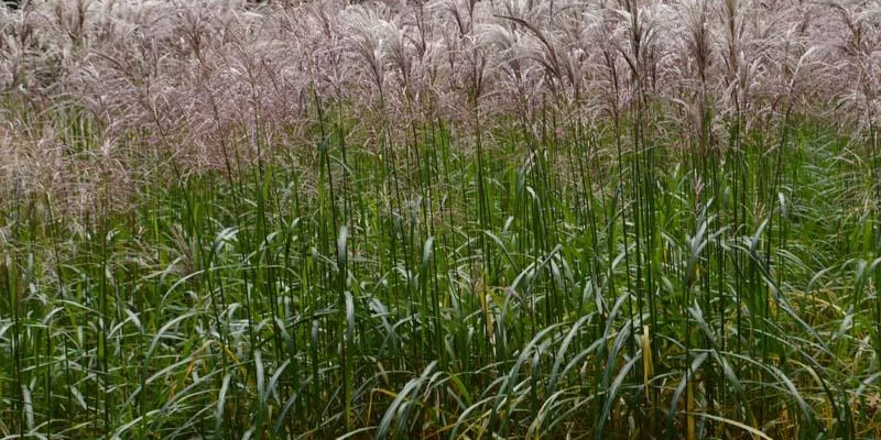 MISCANTHUS sinensis 'Malepartus' - Graminée, Eulalie 'Malepartus'