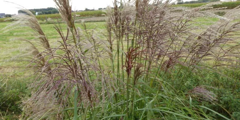 MISCANTHUS sinensis 'Rotsilber' - Eulalie 'Rotsilber'