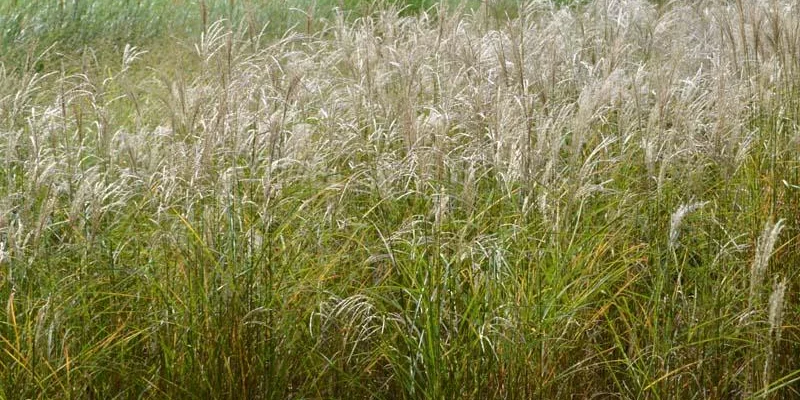 MISCANTHUS sinensis 'Sarabande'