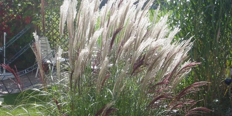 MISCANTHUS sinensis 'Silberfeder'