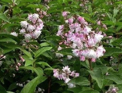 DEUTZIA scabra 'Codsall Pink' - Deutzie à fleurs roses