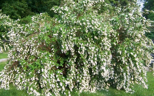 DEUTZIA scabra 'Codsall Pink' - Deutzie à fleurs roses