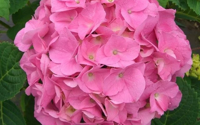 HYDRANGEA 'Rose' - Hortensia Rose