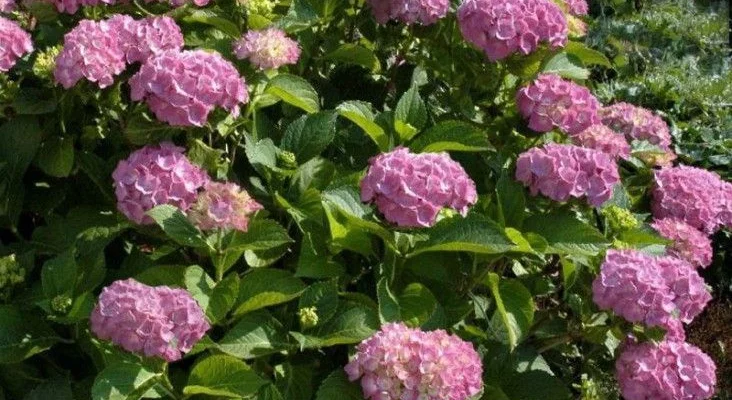 HYDRANGEA 'Rose' - Hortensia Rose