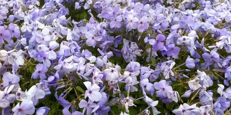 PHLOX stolonifera 'Blue Ridge' - Phlox rampant 'Blue Ridge'