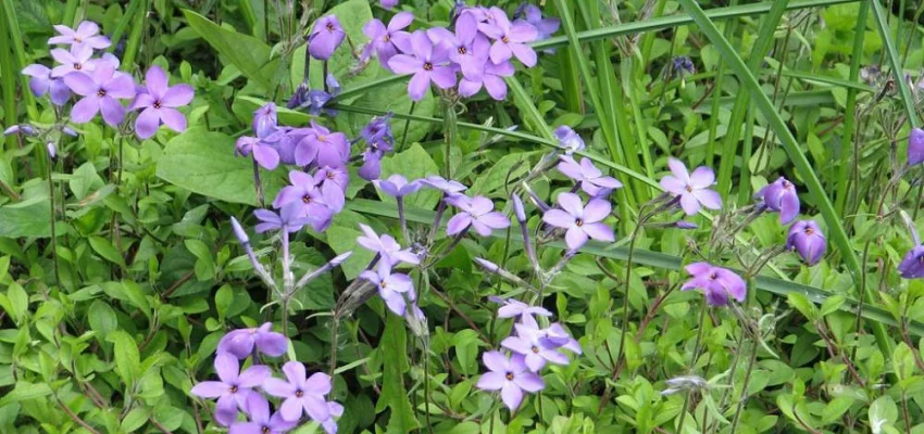 PHLOX stolonifera 'Blue Ridge' - Phlox rampant 'Blue Ridge'