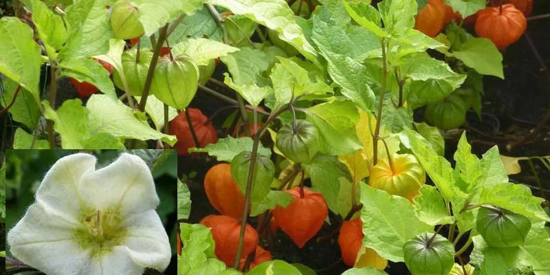 PHYSALIS alkekengi 'Franchetii'