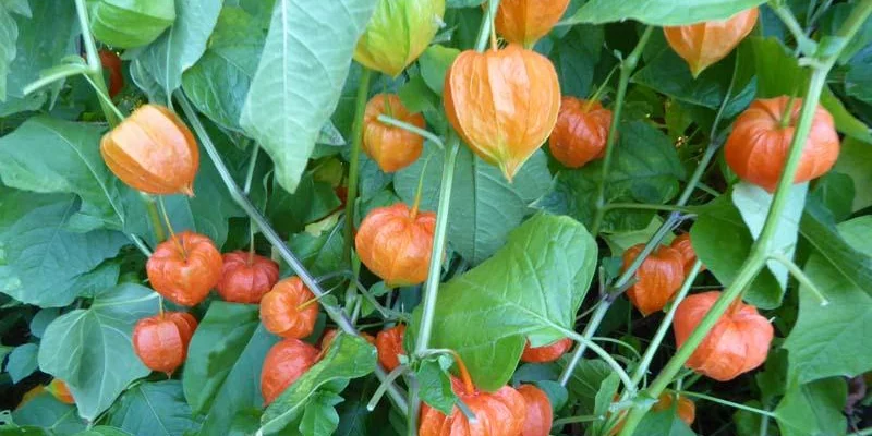 PHYSALIS alkekengi 'Franchetii'