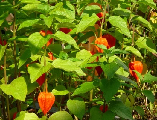 PHYSALIS alkekengi 'Franchetii'