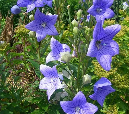 PLATYCODON grandiflorus 'Mariesii' - Fleur Ballon