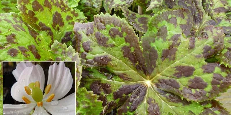 PODOPHYLLUM peltatum - Podophylle