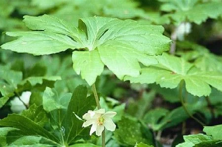 PODOPHYLLUM peltatum - Podophylle