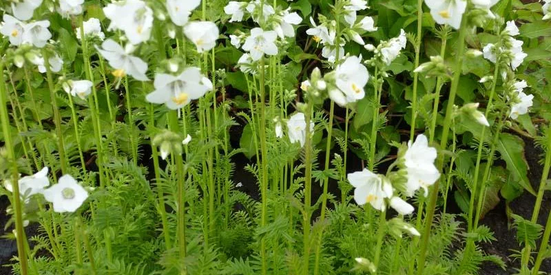 POLEMONIUM caeruleum 'Album' - Valériane grecque