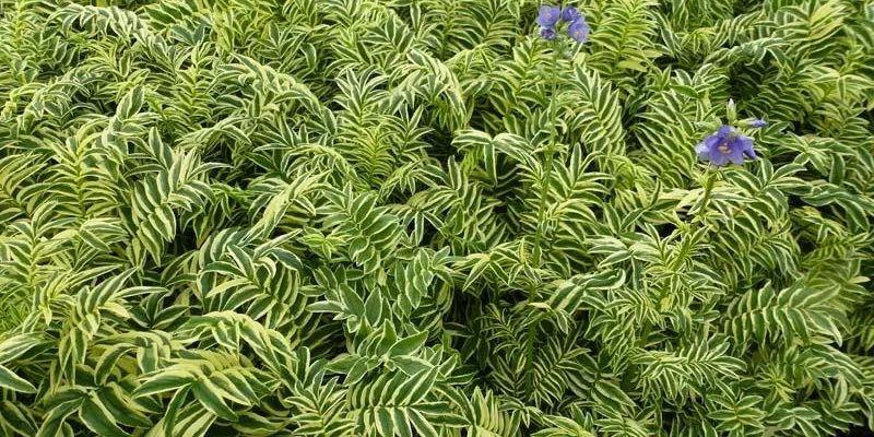 POLEMONIUM caeruleum 'Brise d'Anjou' ® - Valériane grecque