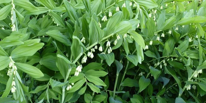 POLYGONATUM multiflorum