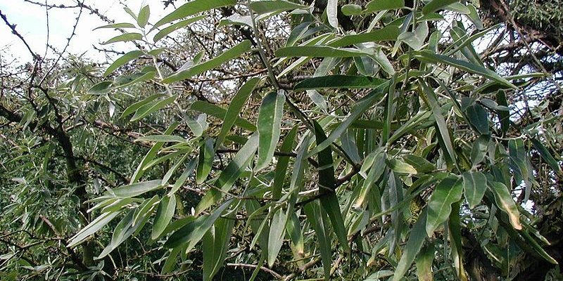 ELAEAGNUS angustifolia - Olivier de bohème, Eleagnus