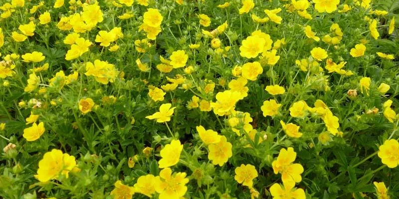 POTENTILLA vivace 'Aurea' - Potentille vivace jaune