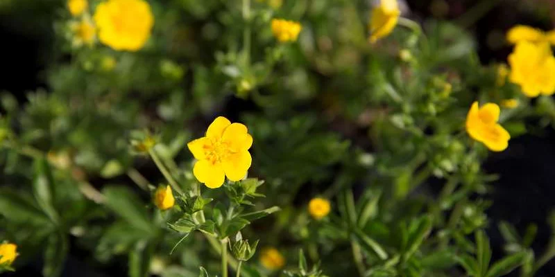 POTENTILLA vivace 'Aurea' - Potentille vivace jaune