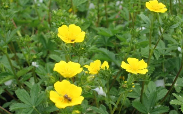 POTENTILLA vivace 'Aurea' - Potentille vivace jaune