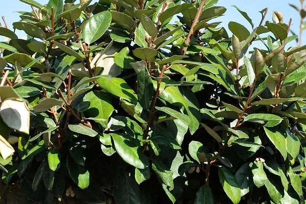 ELAEAGNUS ebbingei 'Compacta'