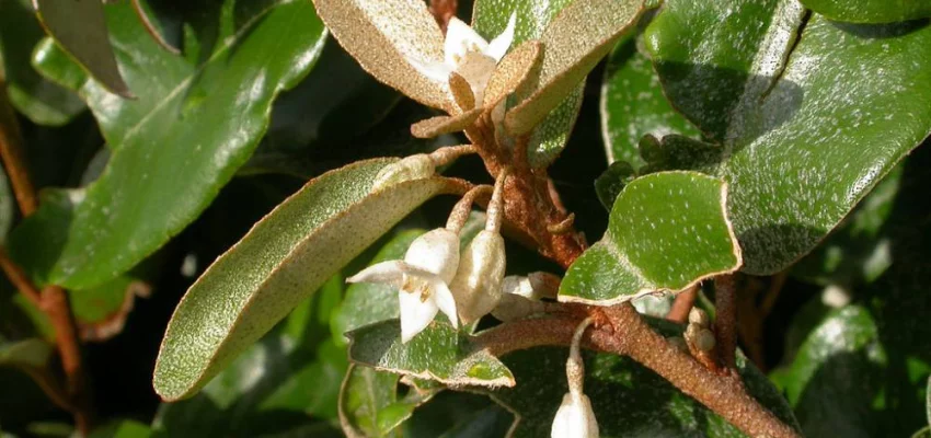 ELAEAGNUS ebbingei 'Compacta' - Chalef compact