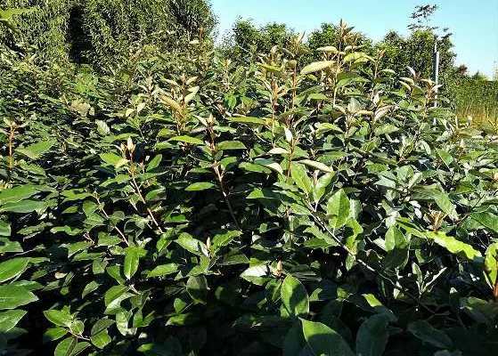 ELAEAGNUS ebbingei 'Compacta'