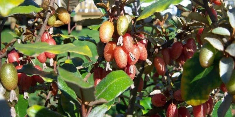 ELAEAGNUS ebbingei 'Compacta' - Chalef compact