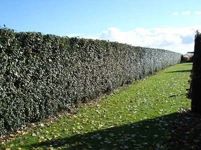 ELAEAGNUS ebbingei 'Compacta'