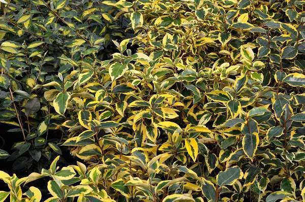 ELAEAGNUS ebbingei 'Gilt Edge' - Chalef à feuillage panaché