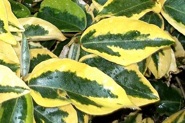 ELAEAGNUS ebbingei 'Gilt Edge' - Chalef 'Gilt Edge'
