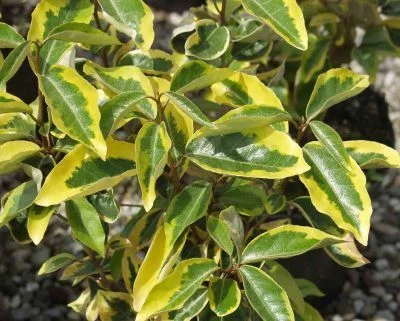 ELAEAGNUS ebbingei 'Gilt Edge' - Chalef à feuillage panaché