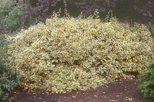 ELAEAGNUS ebbingei 'Gilt Edge' - Chalef à feuillage panaché