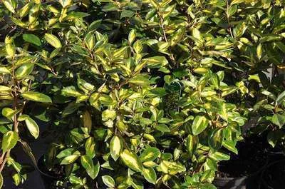 ELAEAGNUS ebbingei 'Limelight' - Chalef à feuillage panaché