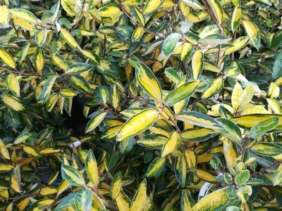 ELAEAGNUS ebbingei 'Limelight' - Chalef à feuillage panaché