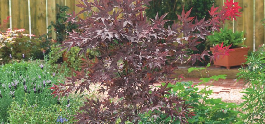 Érable du Japon 'Atropurpureum' - Acer palmatum 'Atropurpureum', érable japonais