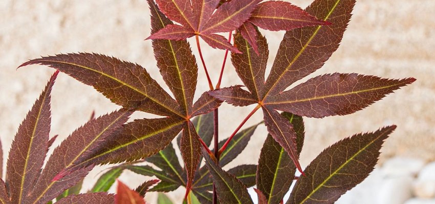 Érable du Japon 'Atropurpureum' - Acer palmatum 'Atropurpureum', érable japonais