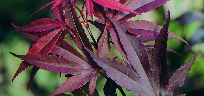 Érable du Japon 'Atropurpureum' - Acer palmatum 'Atropurpureum', érable japonais