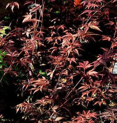 Érable du Japon 'Atropurpureum' - Acer palmatum 'Atropurpureum', érable japonais