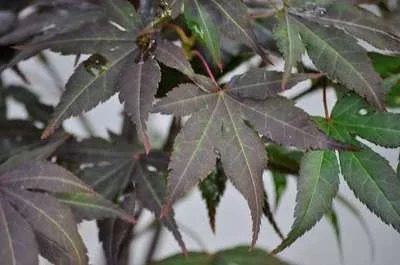 ACER palmatum 'Atropurpureum' - Erable du japon