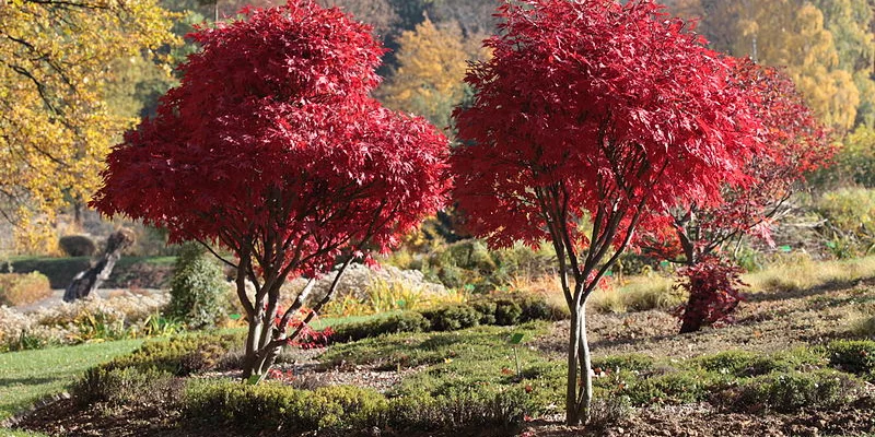 Érable du Japon 'Atropurpureum' - Acer palmatum 'Atropurpureum', érable japonais