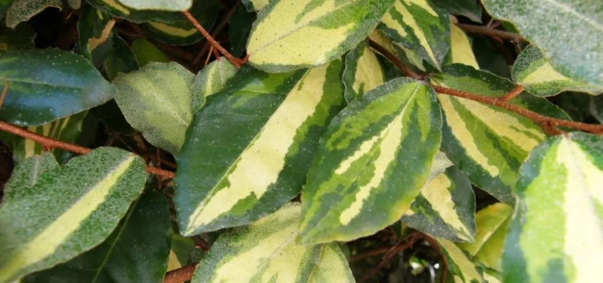 ELAEAGNUS pungens 'Maculata' - Chalef piquant 'Maculata', Eleagnus