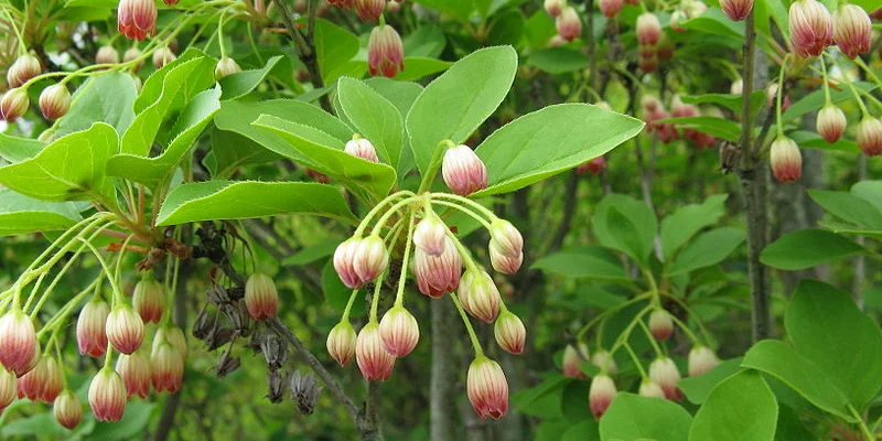 ENKIANTHUS campanulatus - Andromède campanulée