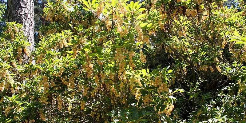 ENKIANTHUS campanulatus - Andromède campanulée